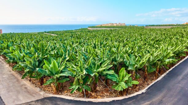 Banana plantation - Banana trees in the garden by the sea, Tenerife, The Canaries